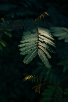 Jungle Vinales Cuba Fabian Hönig – Photographer