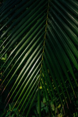 Jungle Cuba Vinales Fabian Hönig – Photographer