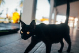 Reisefotografie Cuba Cat in Cayo Coco Fabian Hönig – Photographer