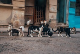 Cats in the streets of Havanna Cuba Fabian Hönig – Photographer