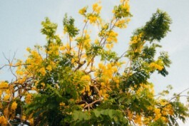 Havanna Cuba Fabian Hönig – Photographer