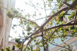 Baum in Havanna, Cuba Fabian Hönig – Photographer