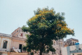 a tree in Havanna Fabian Hönig – Photographer