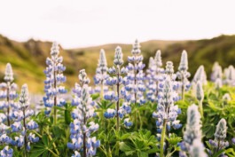  Fabian Hönig – Photographer