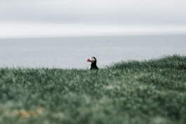  Fabian Hönig – Photographer