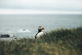  Fabian Hönig – Photographer