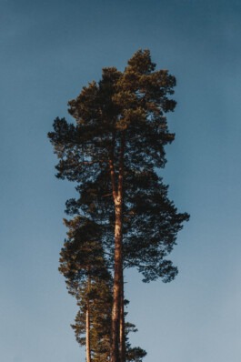 Baum Tübingen Fabian Hönig – Photographer