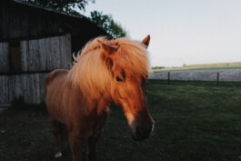  Fabian Hönig – Photographer