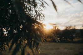  Fabian Hönig – Photographer