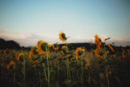  Fabian Hönig – Photographer