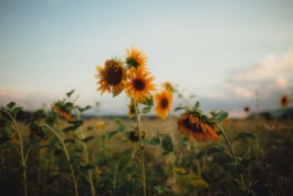  Fabian Hönig – Photographer