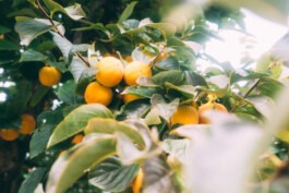  Fabian Hönig – Photographer