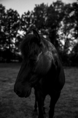  Fabian Hönig – Photographer