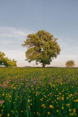  Fabian Hönig – Photographer