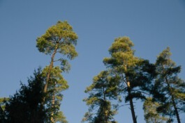  Fabian Hönig – Photographer