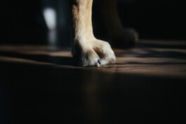  Fabian Hönig – Photographer