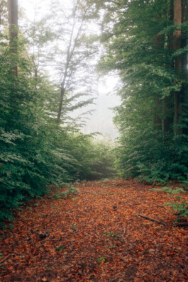  Fabian Hönig – Photographer