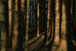  Fabian Hönig – Photographer