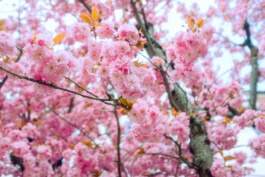  Fabian Hönig – Photographer