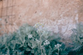  Fabian Hönig – Photographer