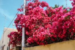  Fabian Hönig – Photographer