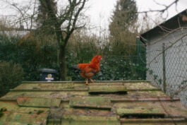  Fabian Hönig – Photographer