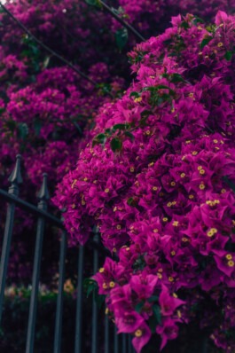  Fabian Hönig – Photographer