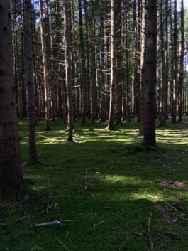  Fabian Hönig – Photographer