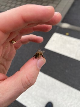  Fabian Hönig – Photographer