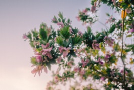  Fabian Hönig – Photographer