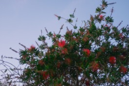  Fabian Hönig – Photographer