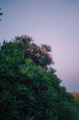  Fabian Hönig – Photographer