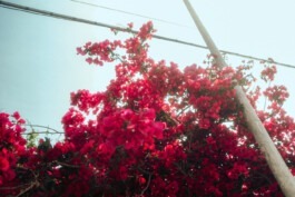  Fabian Hönig – Photographer