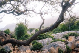  Fabian Hönig – Photographer