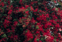  Fabian Hönig – Photographer