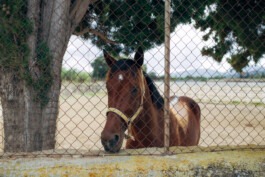  Fabian Hönig – Photographer