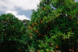  Fabian Hönig – Photographer