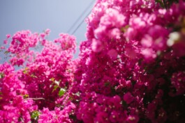  Fabian Hönig – Photographer