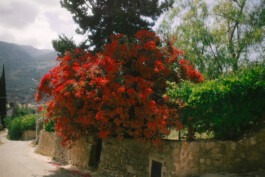  Fabian Hönig – Photographer